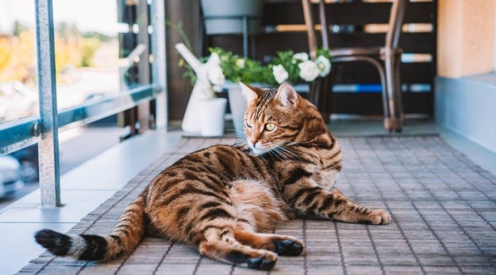 Hur ordnar man en balkong för en katt?