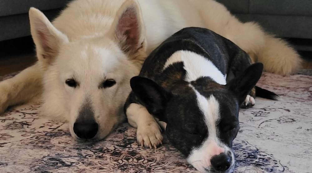 Vilken matta ska man välja för ett hem med hund?